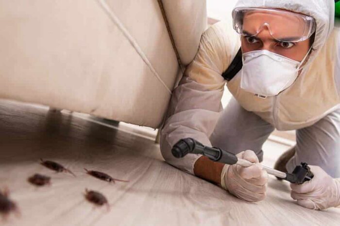 Deratizare gândaci pest control