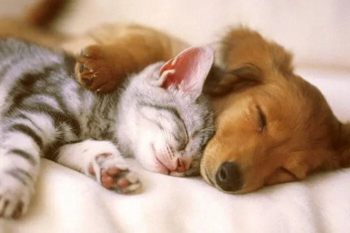 pets-3-flickr