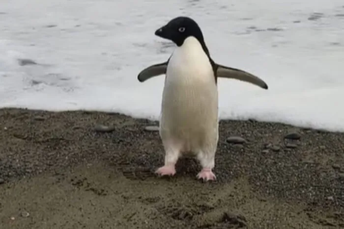 pinguin