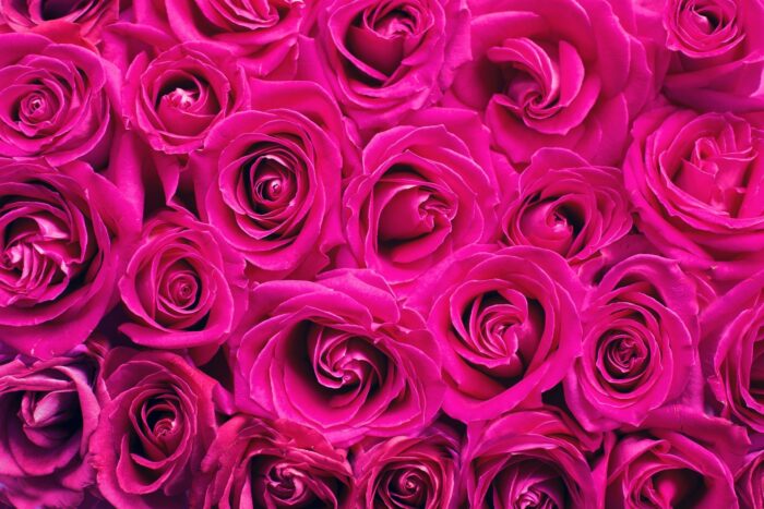 pink 2249403 1920