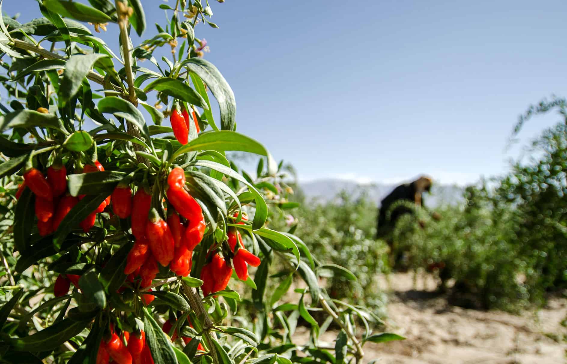 Sera floricolă din campusul USAMV Cluj-Napoca, scoate la vânzare puieţi de Josta şi alţi arbuşti fructiferi