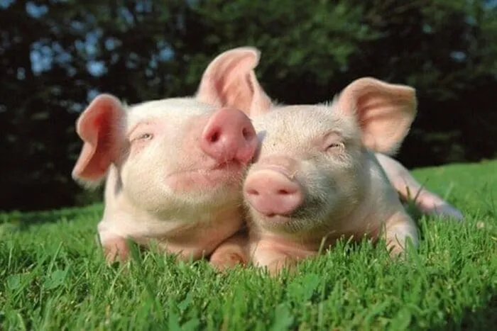 porci1