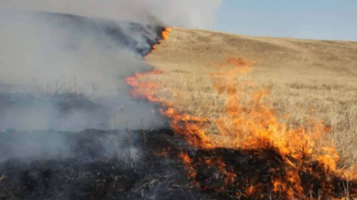 În Tulcea, circa 50 de hectare de vegetaţie uscată şi mirişte au ars în ultimele 24 de ore