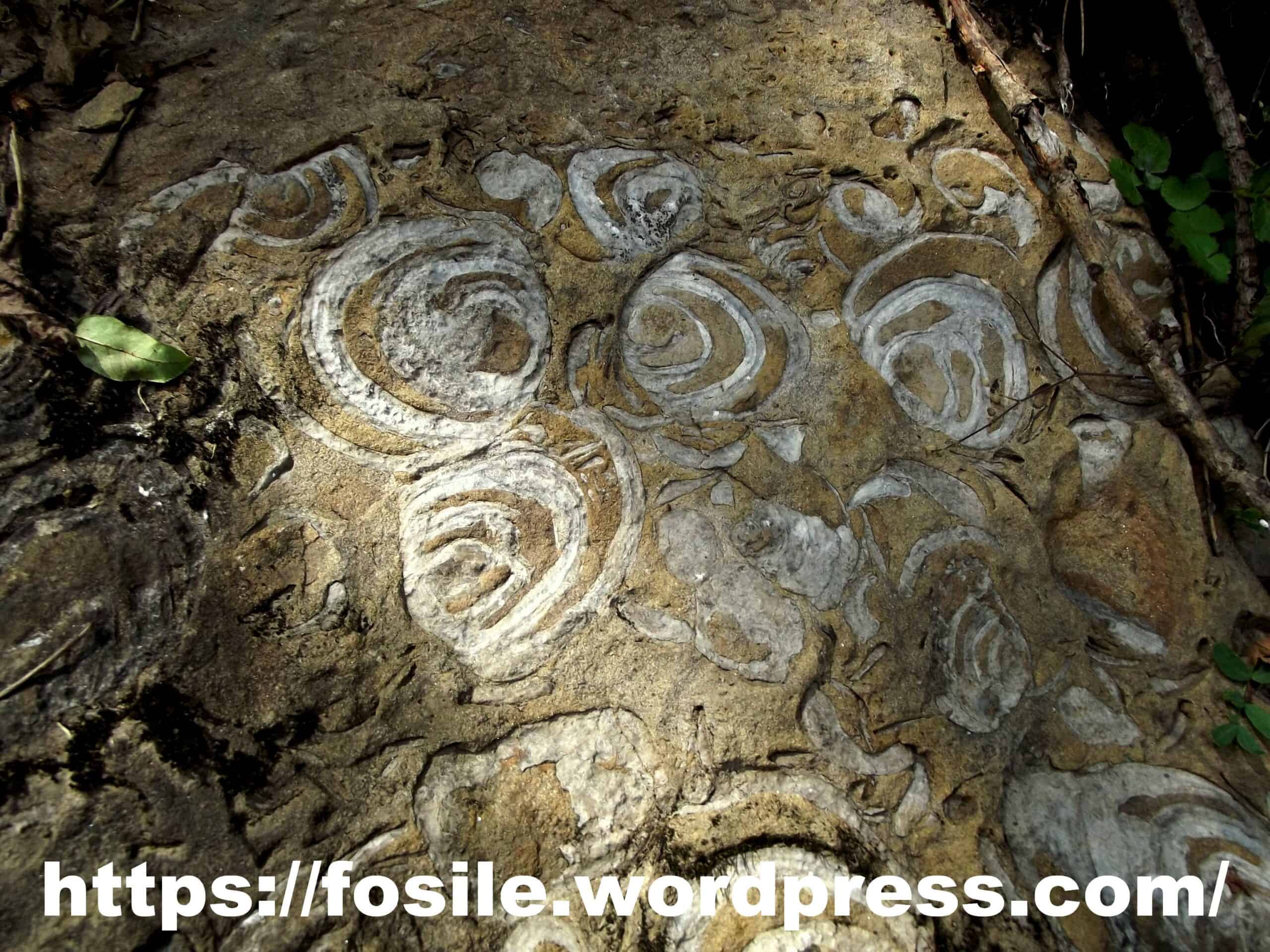 Fosile considerate dovezi ale primelor animale de pe Pământ s-au dovedit a fi alge