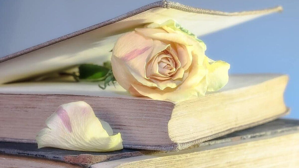 rose 2101475 960 720
