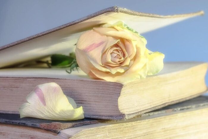 rose 2101475 960 720