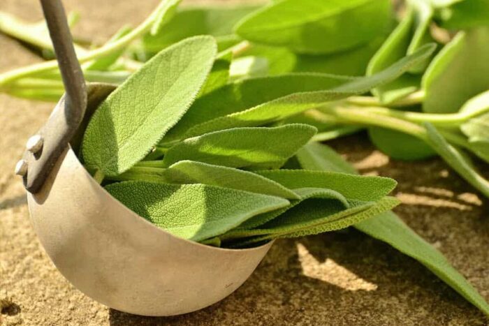 Salvia, leacul natural încă din Evul Mediu sage 1544884 960 720
