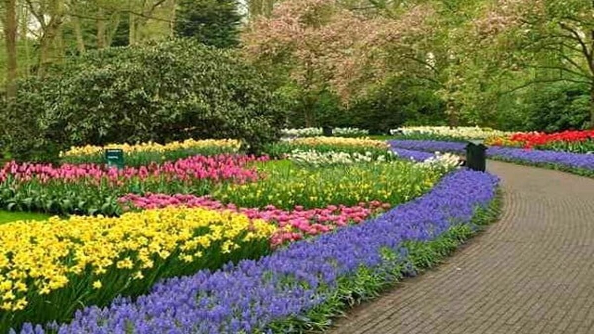 Tainele iubirii: Semnificatiile florilor spatiu verde flori