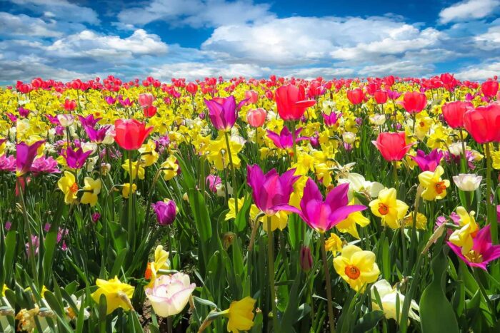 Planta banilor spring awakening 1197602 1920