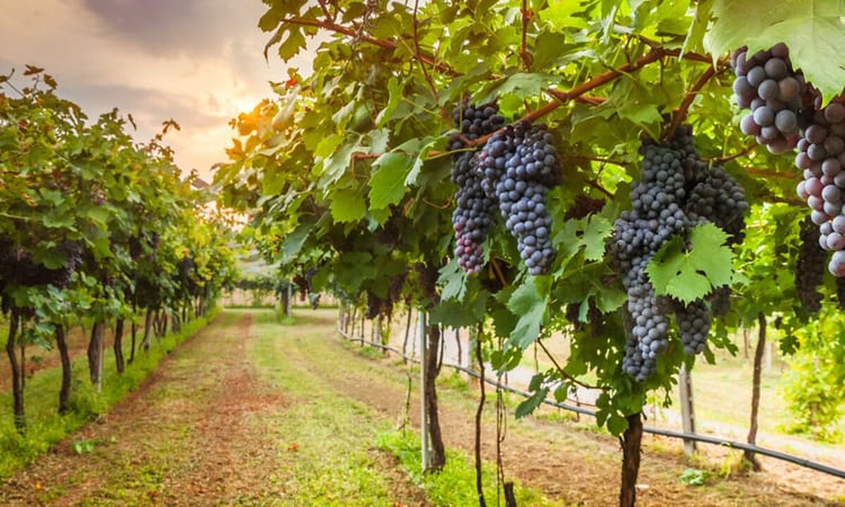 APIA primeşte cereri de solicitare a ajutorului de stat pentru susţinerea activităţii producătorilor din sectorul vitivinicol