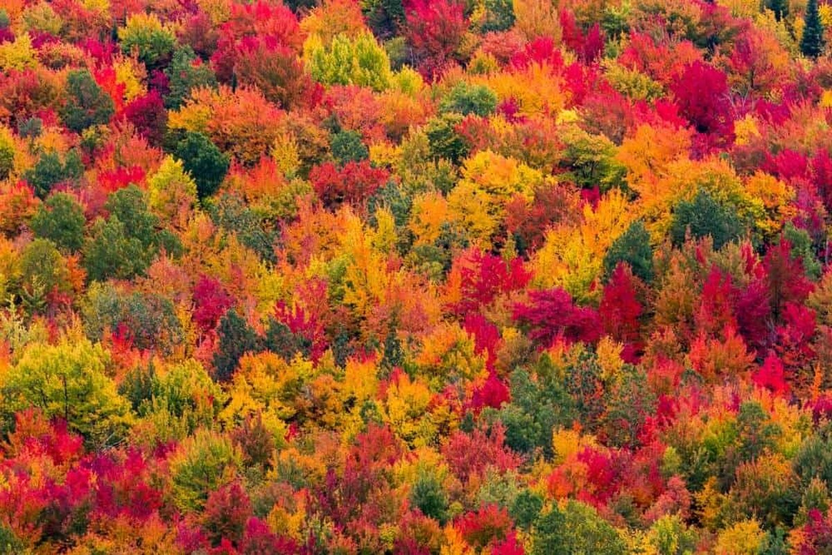 Cât de mult a schimbat încălzirea vremii momentul când frunzele toamnei au cele mai frumoase culori