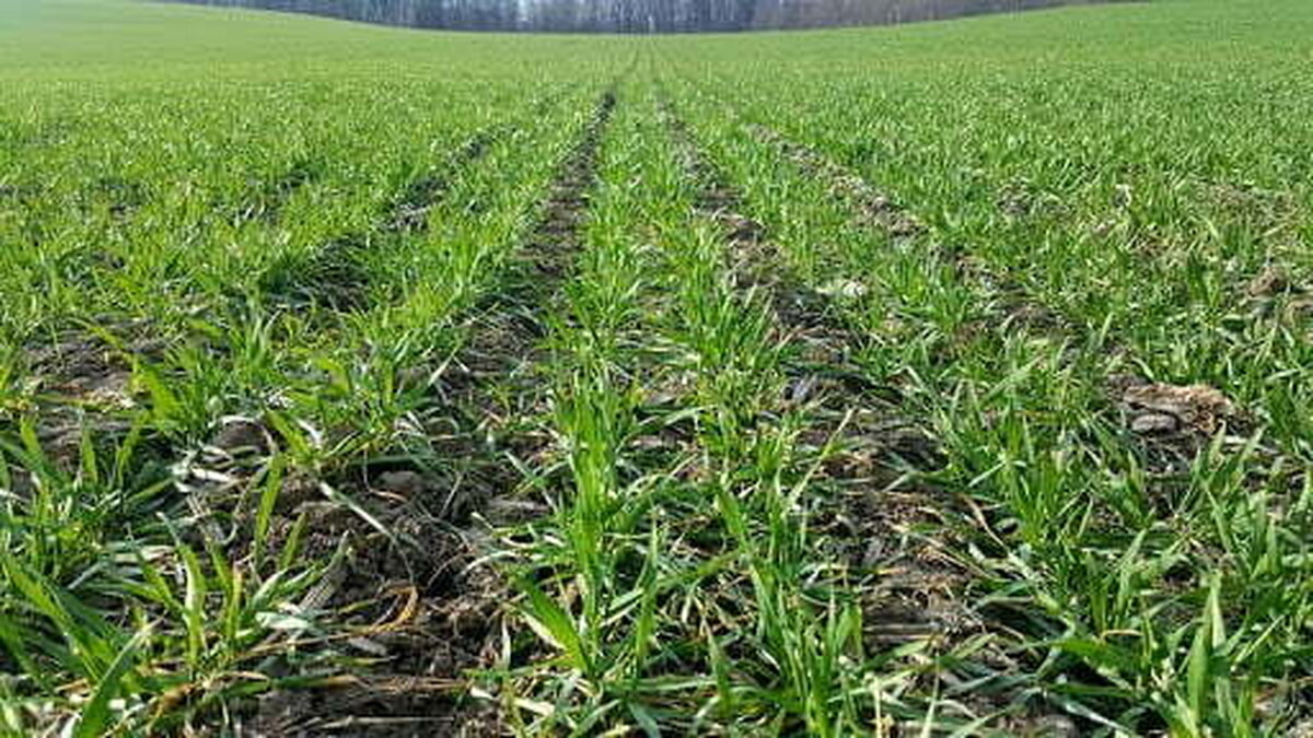 În cea mai mare parte a regiunilor agricole, regimul termic din aer şi sol va fi în general optim desfăşurării lucrărilor agricoleii