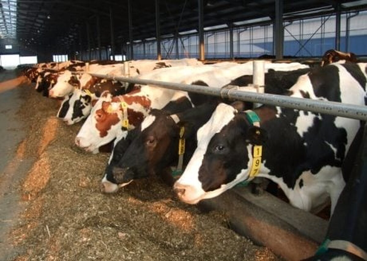 Fermierii au depus proiecte de 15,7 milioane euro pentru refacerea potenţialului de producţie