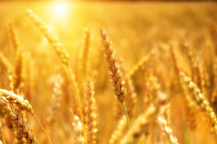 wheat 3506758 1920 1