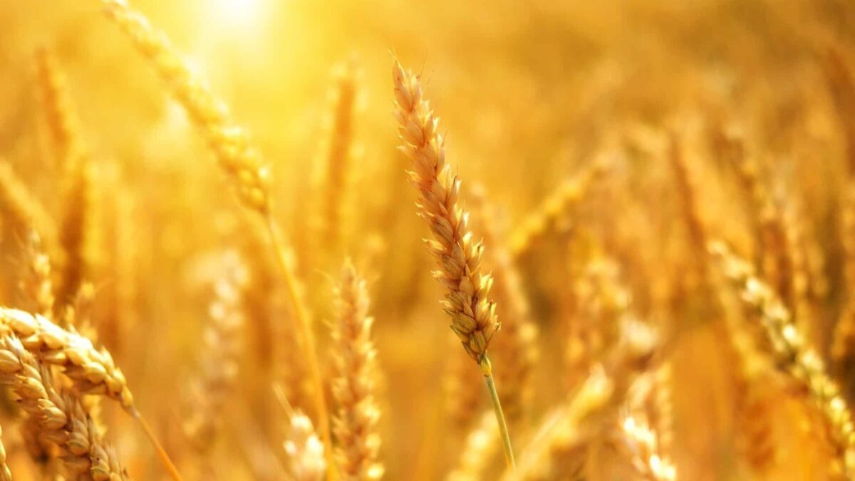 Achim Irimescu: Reforma PAC nu se va aplica din 2021;discuţiile de substanţă nu pot începe efectiv fără bani 2019-11-20 16:40:27 wheat 3506758 1920