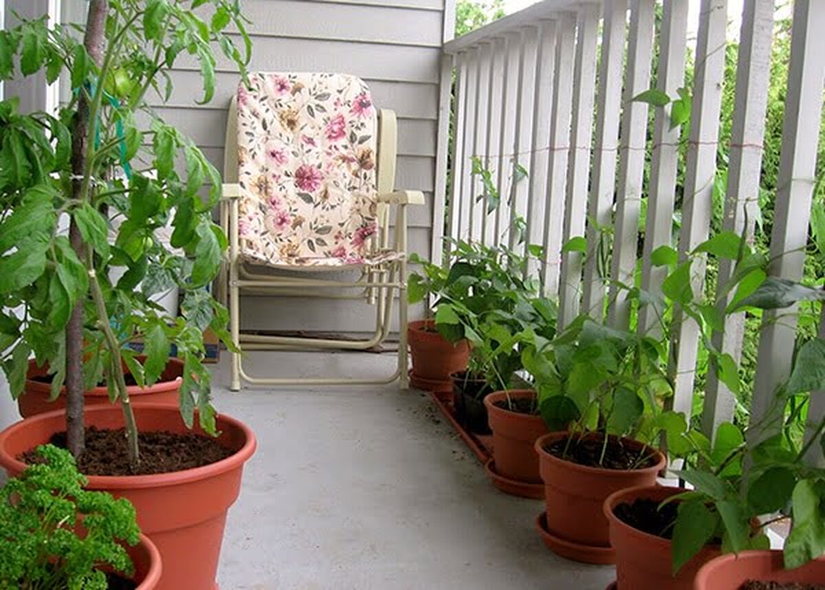 Cum să îți amenajezi propria grădină de legume în balcon