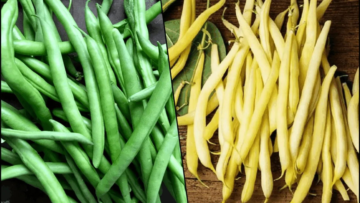 fasole-pastai