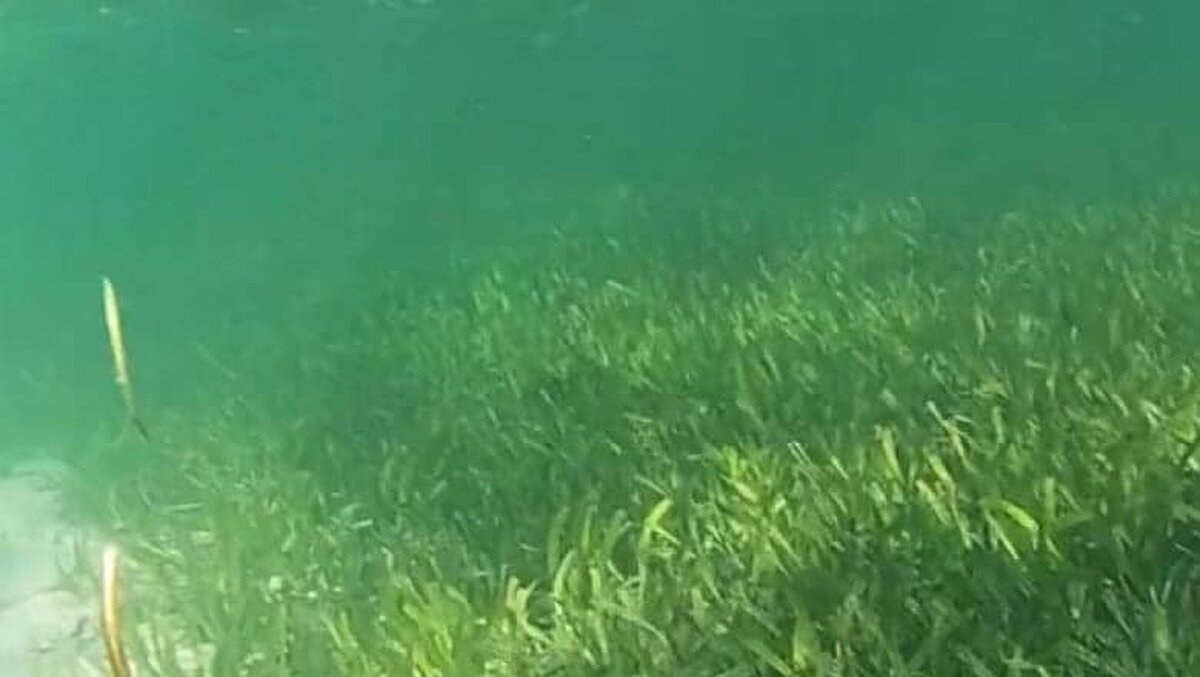 Cea mai mare plantă de pe Pământ, descoperită în Australia