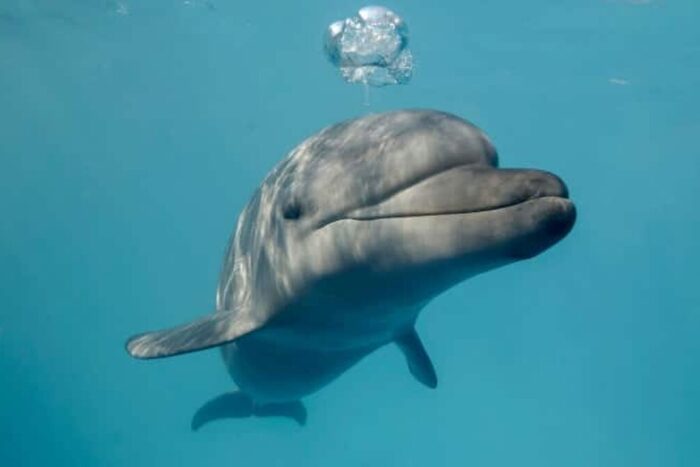 delfin