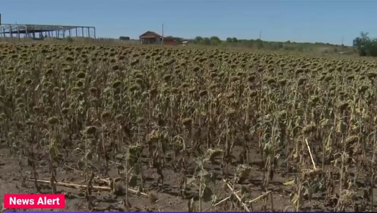 Culturile de floarea soarelui sunt pârjolite de secetă, iar uleiul va fi mai scump