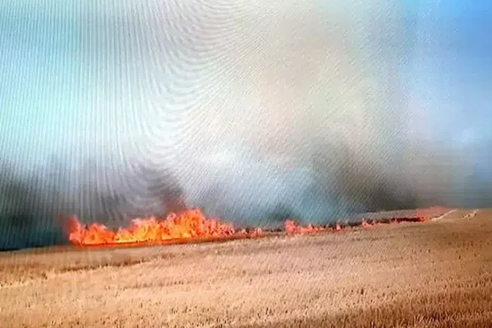 Incendiu de proporţii pe 30 de hectare la marginea Timişoarei incendiu 11