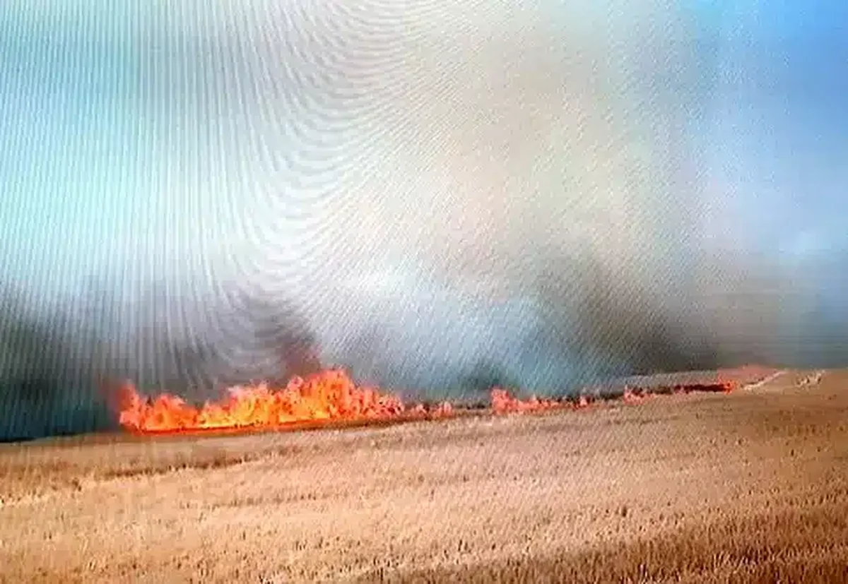 Incendiu de proporţii pe 30 de hectare la marginea Timişoarei
