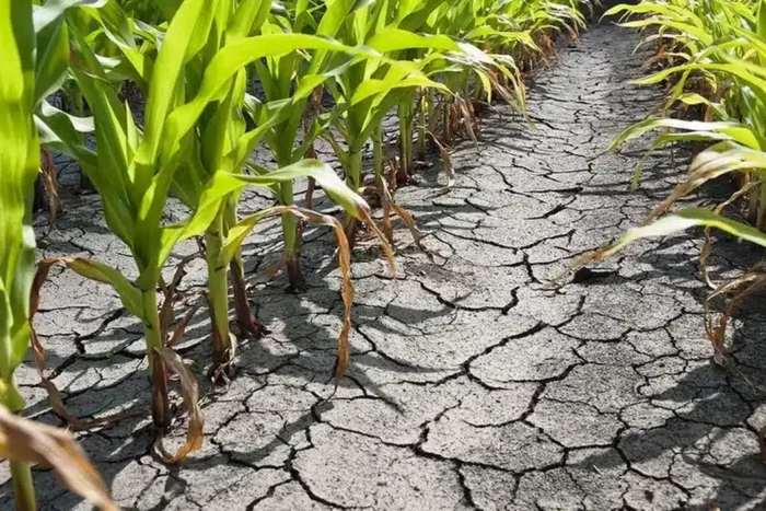 Suprafaţa afectată de secetă este de 70.562 hectare, în 19 judeţe seceta 2