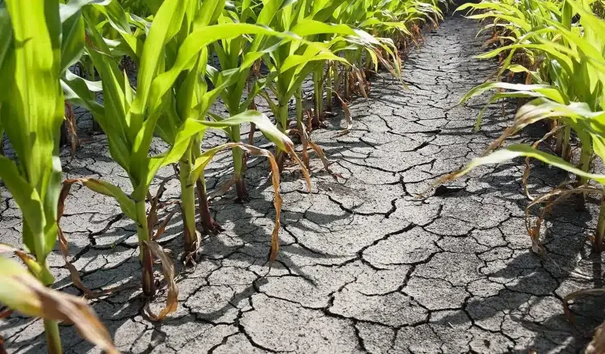 Seceta face ravagii în România