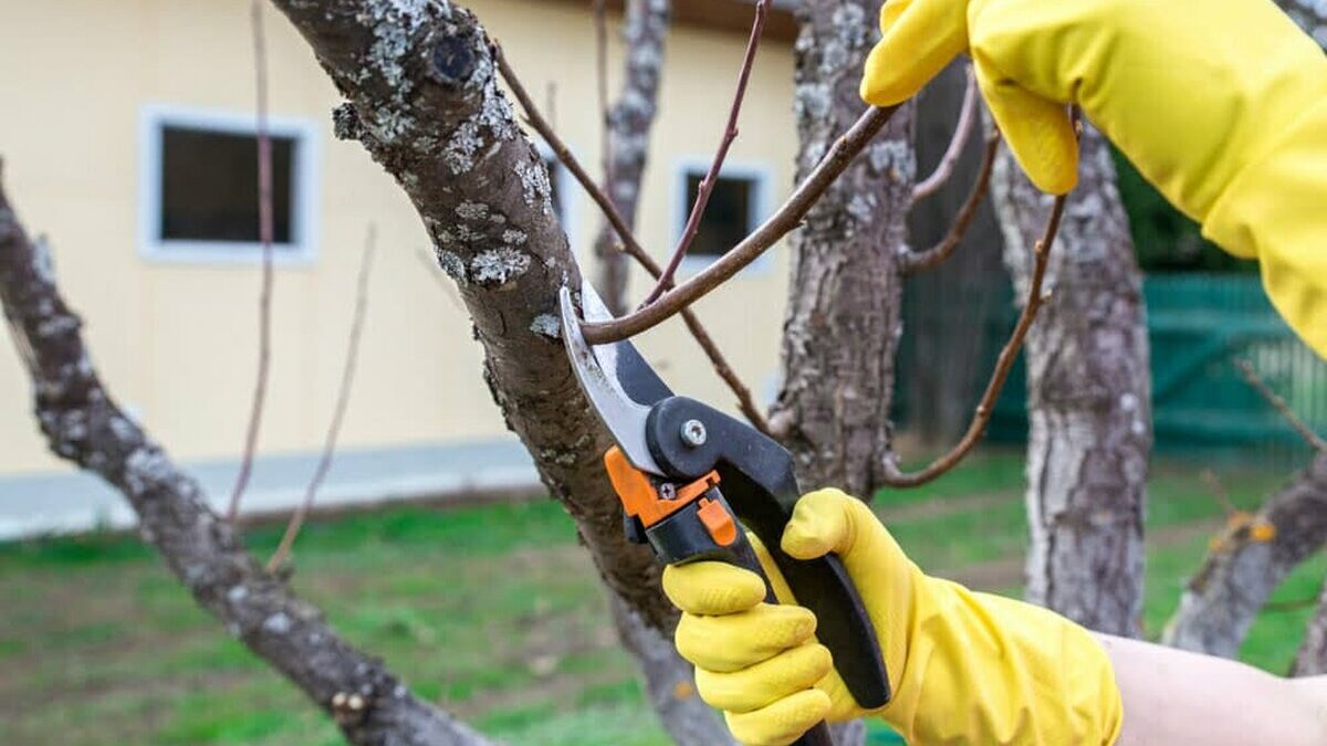 7 lucrări de primăvară, în grădină lucrari in gradina