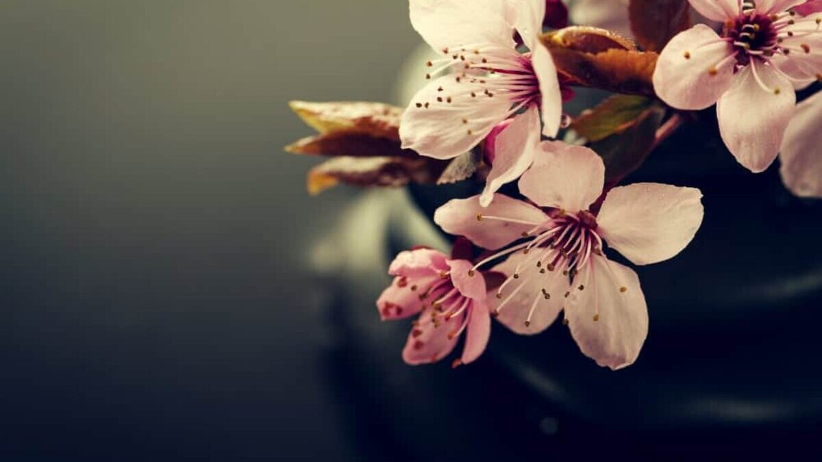 servicii funerare Bucuresti