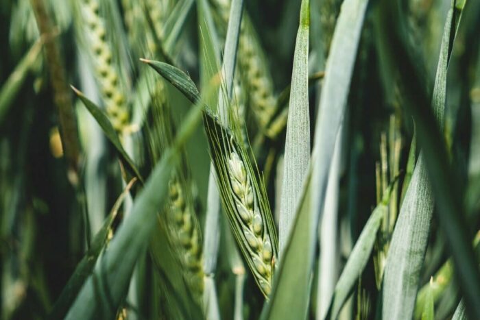 Ce trebuie să știți atunci când folosiți un fertilizant foliar matt seymour 1EkJYCK 6Bk unsplash