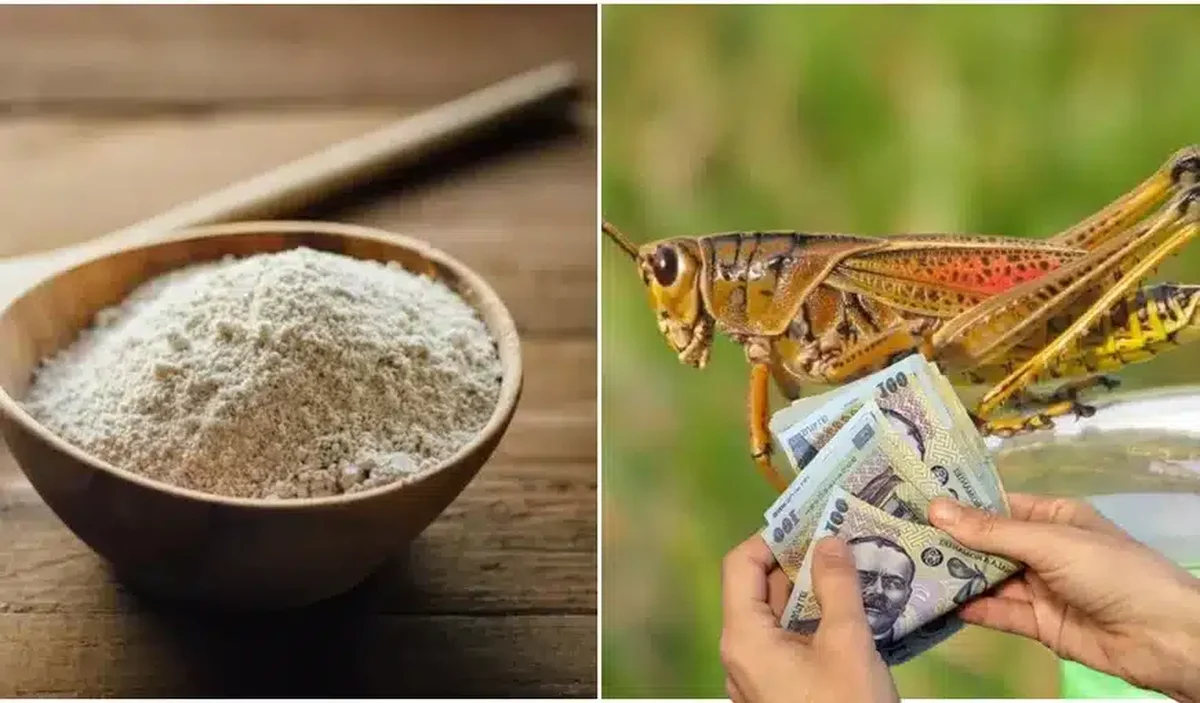 Primele paste din făină de greieri au ajuns în supermarketuri!