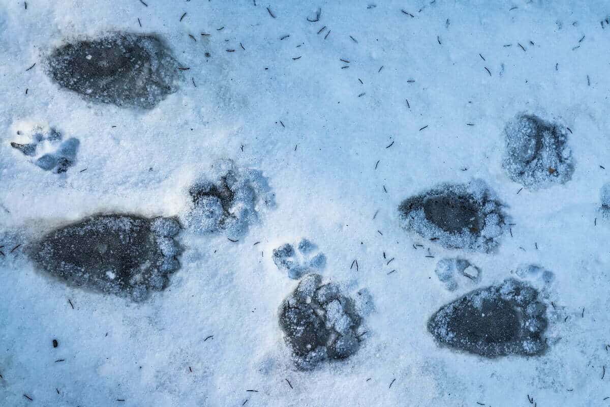 Ursul brun- sfaturi și informații care îți pot salva viața  în situația extremă a întâlnirii cu ursul