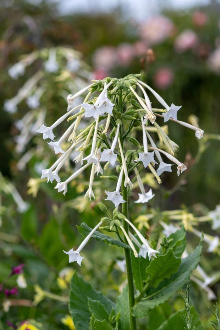 Nicotiana sylvestris
