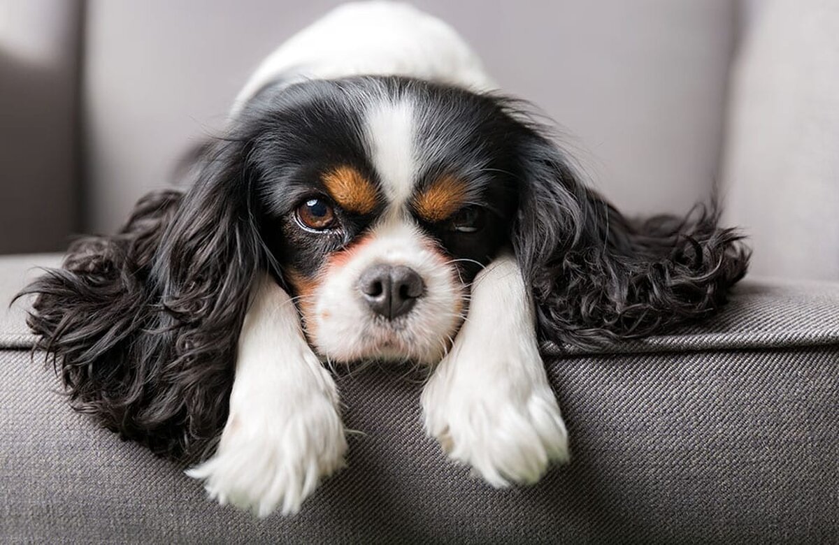 Article Image Most Expensive Dog Breeds In The World Cavalier King Charles Spaniel