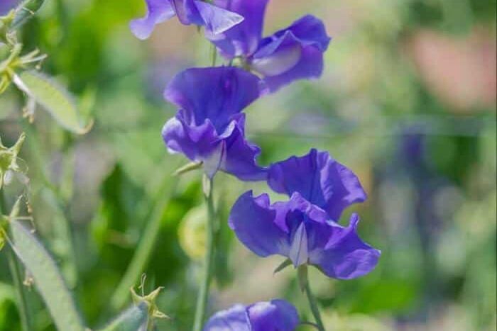 Cele mai bune seminte de semanat acum