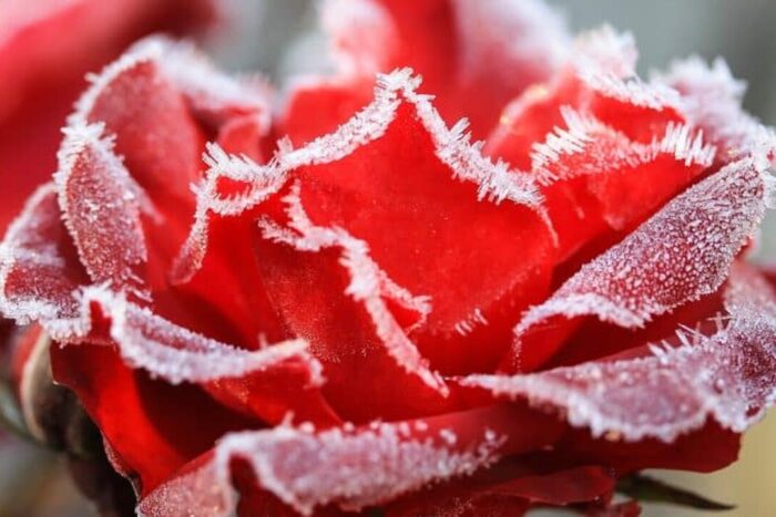 Cum sa protejezi trandafirii iarna