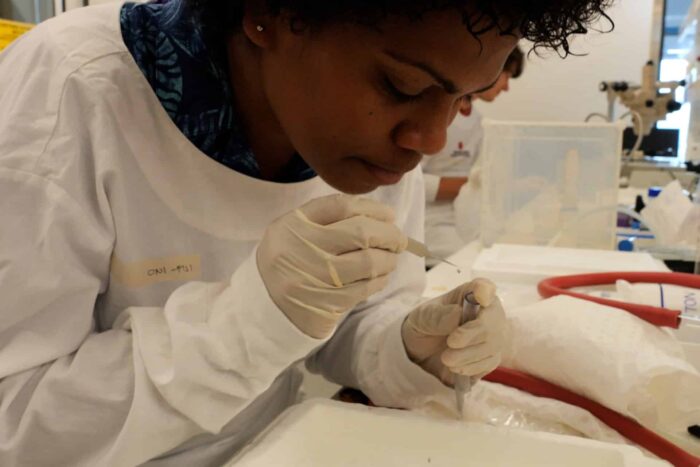 Image 2 PacMOSSI Oni Lewakulati Fiji separating female mosquitoes from males in the QIMR Berghofer Mo134986