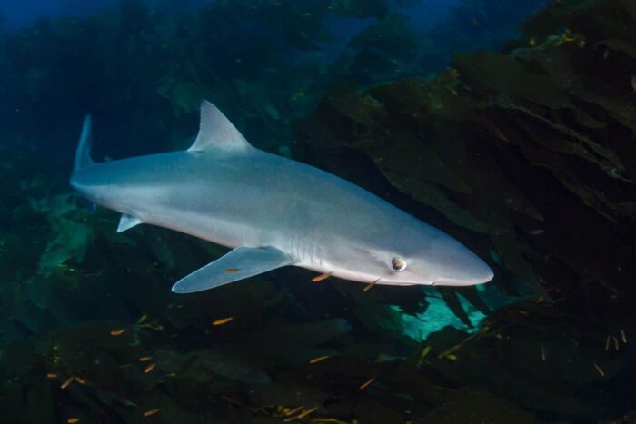 skynews shark soupfin tope 6072484