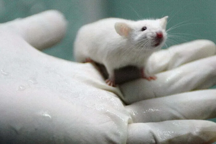 00SCI-ANIMAL-TESTING1-facebookJumbo.jpg