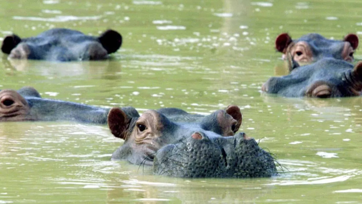 2003-01-22T120000Z_1072433564_PBEAHUOSIAD_RTRMADP_3_HIPPOPOTAMI.jpg