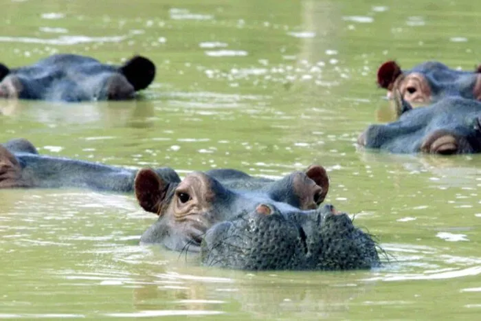 2003-01-22T120000Z_1072433564_PBEAHUOSIAD_RTRMADP_3_HIPPOPOTAMI.jpg