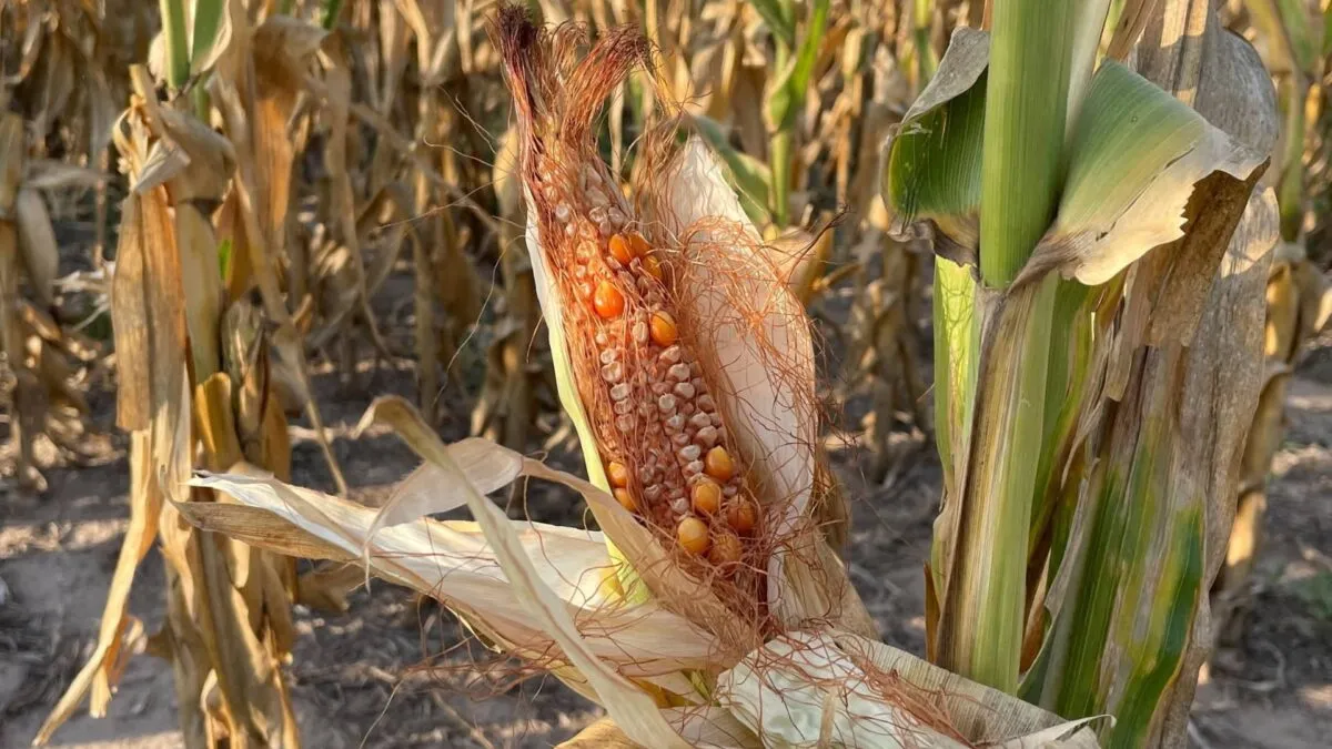2023-03-09T211126Z_1413731652_RC2X7Z9DU7YK_RTRMADP_3_ARGENTINA-GRAINS-DROUGHT.jpg