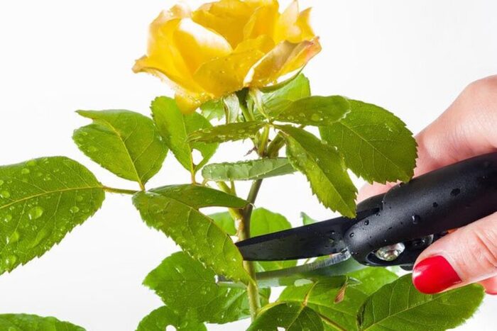 Cum sa taiati trandafirii in aceasta primavara