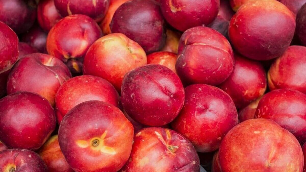 Ingrijire-piersici-si-nectarine.jpg