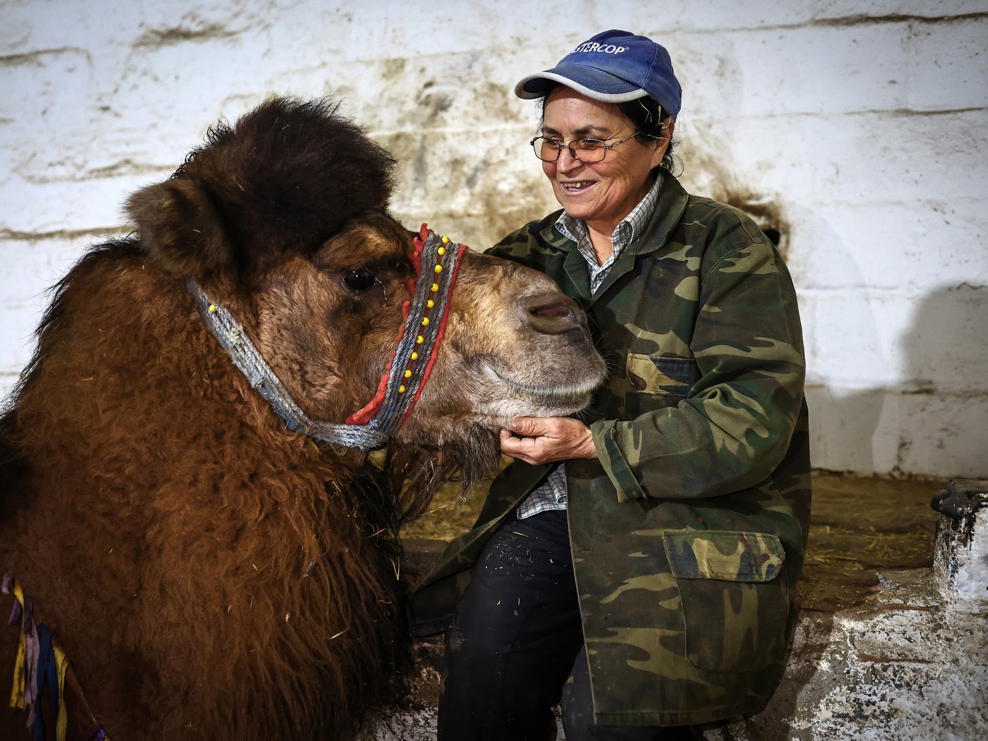 Cine este femeia care face furori în arenele de lupte cu cămile din Turcia?