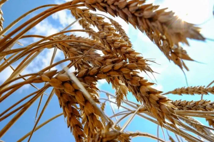 2022-06-08T140153Z_1863327966_RC2PNU9N0EDD_RTRMADP_3_UKRAINE-CRISIS-GRAINS.jpg