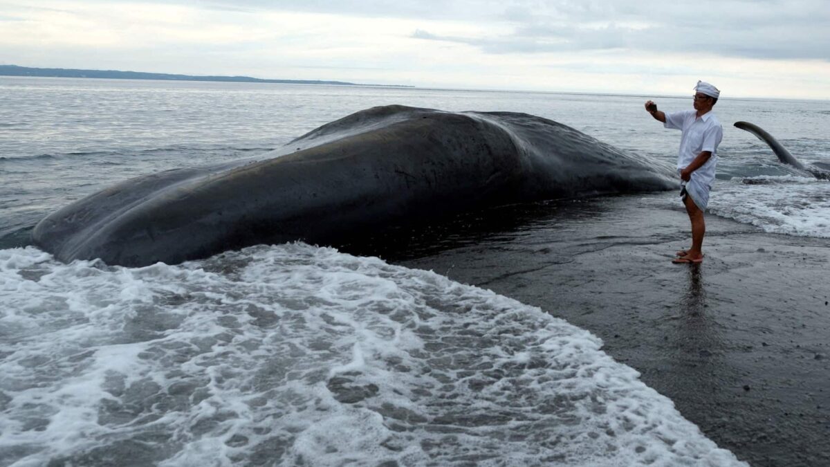 Bali caută răspunsuri după eșuarea neobișnuită a balenelor 2023 04 07T155245Z 2015501994 RC2980AOU7XA RTRMADP 3 INDONESIA WHALE