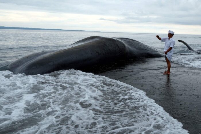 2023 04 07T155245Z 2015501994 RC2980AOU7XA RTRMADP 3 INDONESIA WHALE