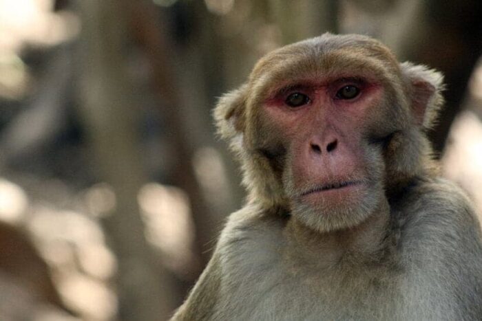 27ZOONOMIA ANIMALS vidcover facebookJumbo